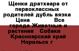 Щенки дратхаара от первоклассных  родителей(дубль вязка) › Цена ­ 22 000 - Все города Животные и растения » Собаки   . Красноярский край,Норильск г.